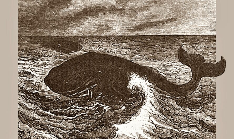 1909 – Après le veau marin : « la baleine de Sallertaine »