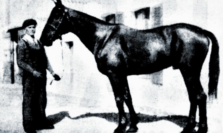 1938 – Challans, Le Mollin, La Garnache, une course de chevaux… sur route !