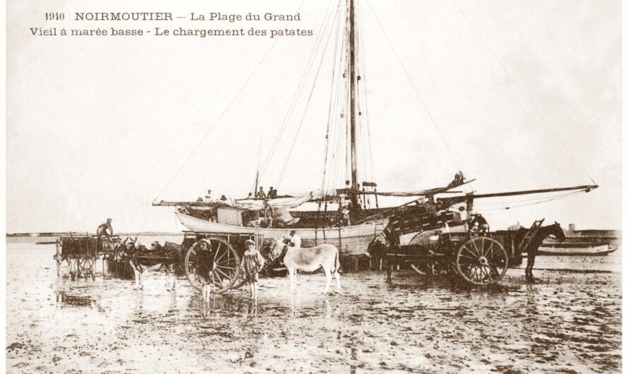 1896 – Des ventes de fausses « pommes de terre de Noirmoutier » à Nantes et à Paris
