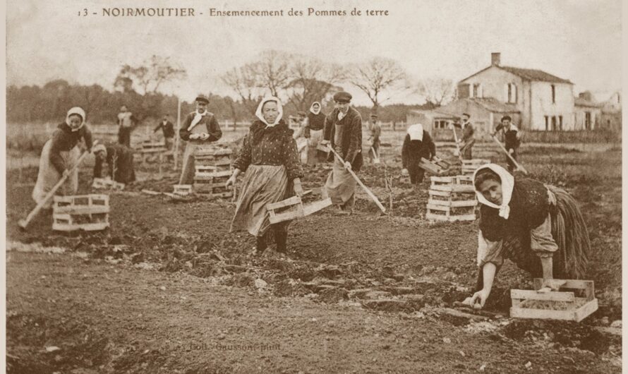 1896 – Des ventes de fausses « pommes de terre de Noirmoutier » à Nantes et à Paris
