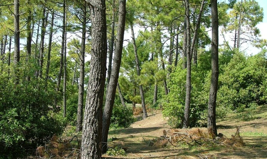 1940 – « L’éclairage à la résine dans le Marais de Monts par un témoin oculaire »