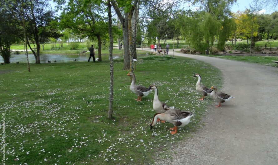 Challans – Une 14e édition de la « Journée nature » au parc de la Sablière